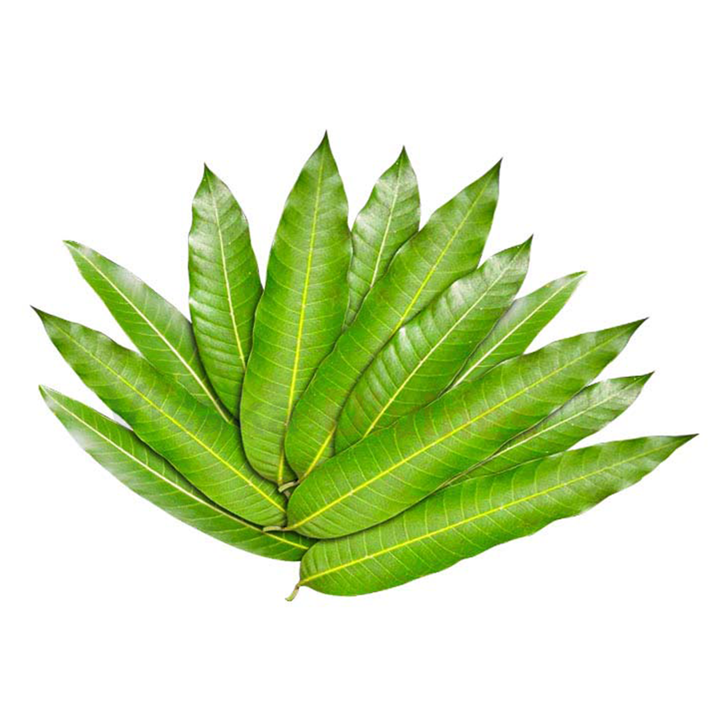 Mango Leaves Buy Online USA - California 