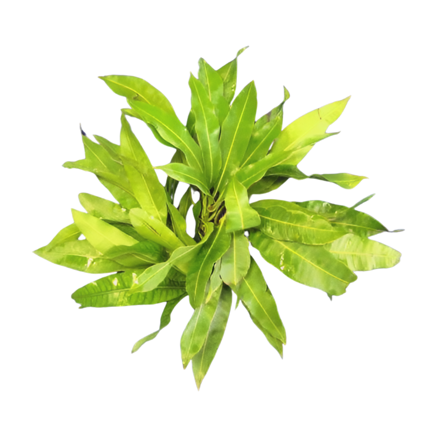 Mango Leaves Buy Online USA - California 