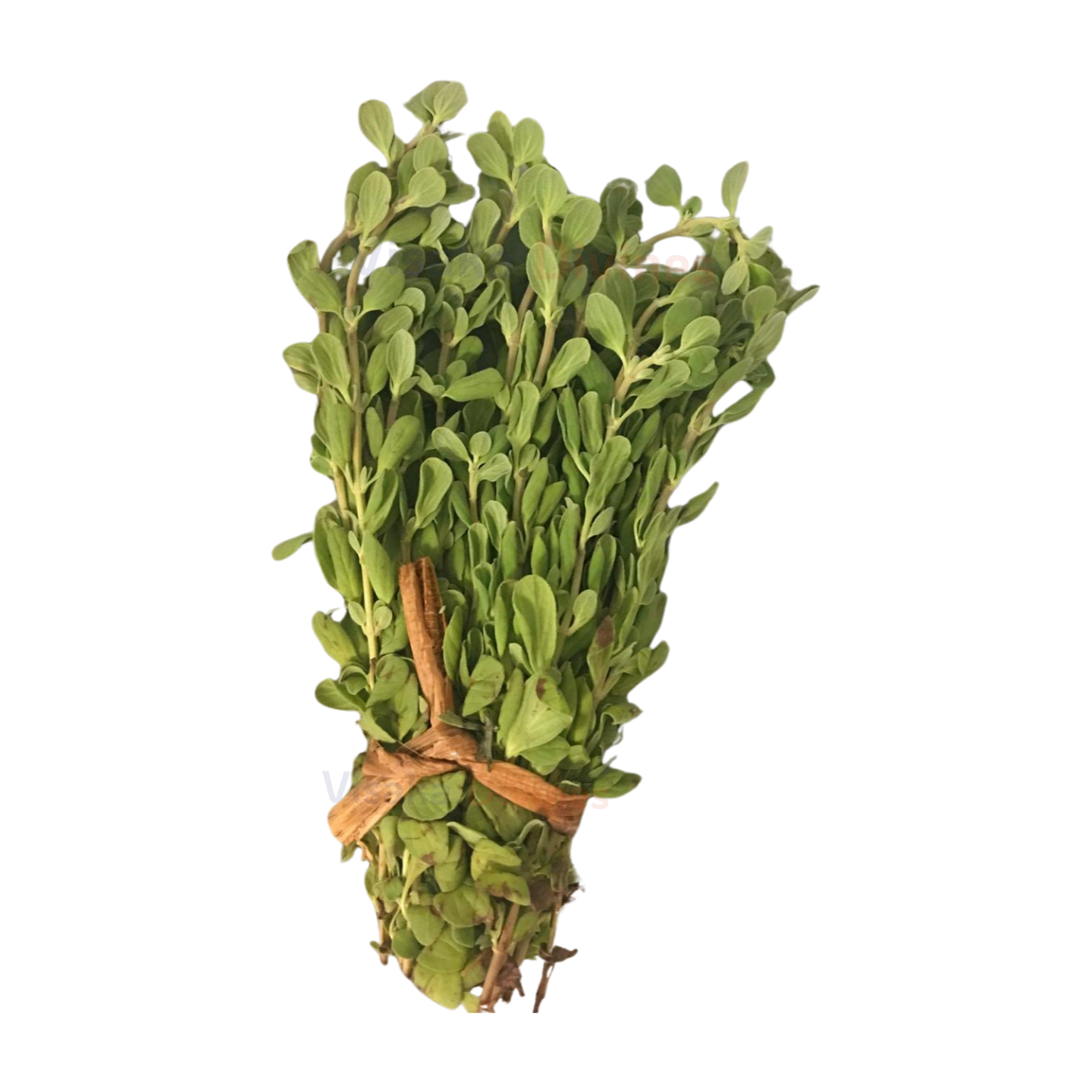 Buy Maruvam Leaves in USA - Califronia