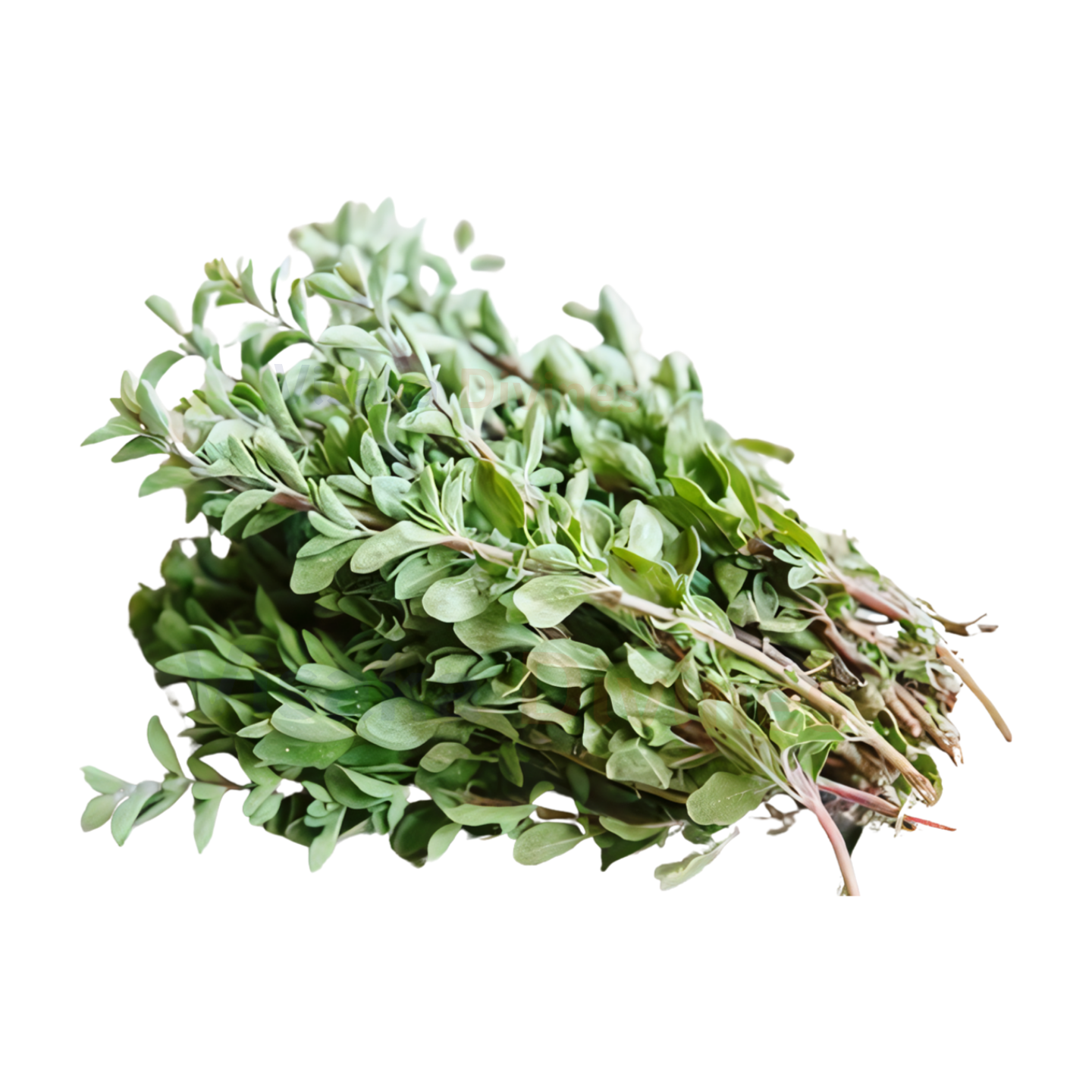 Buy Maruvam Leaves in USA - Califronia