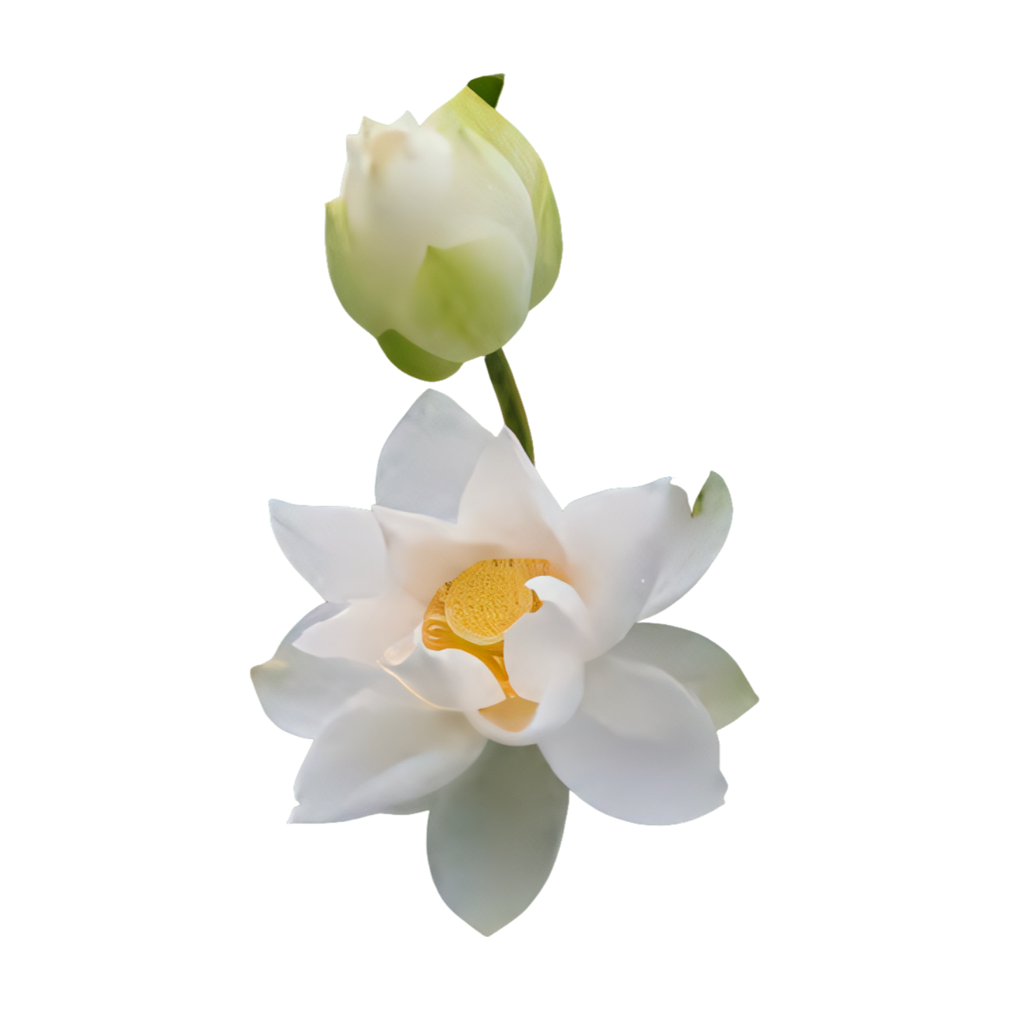 Buy Online White Lotus Flowers in USA - California