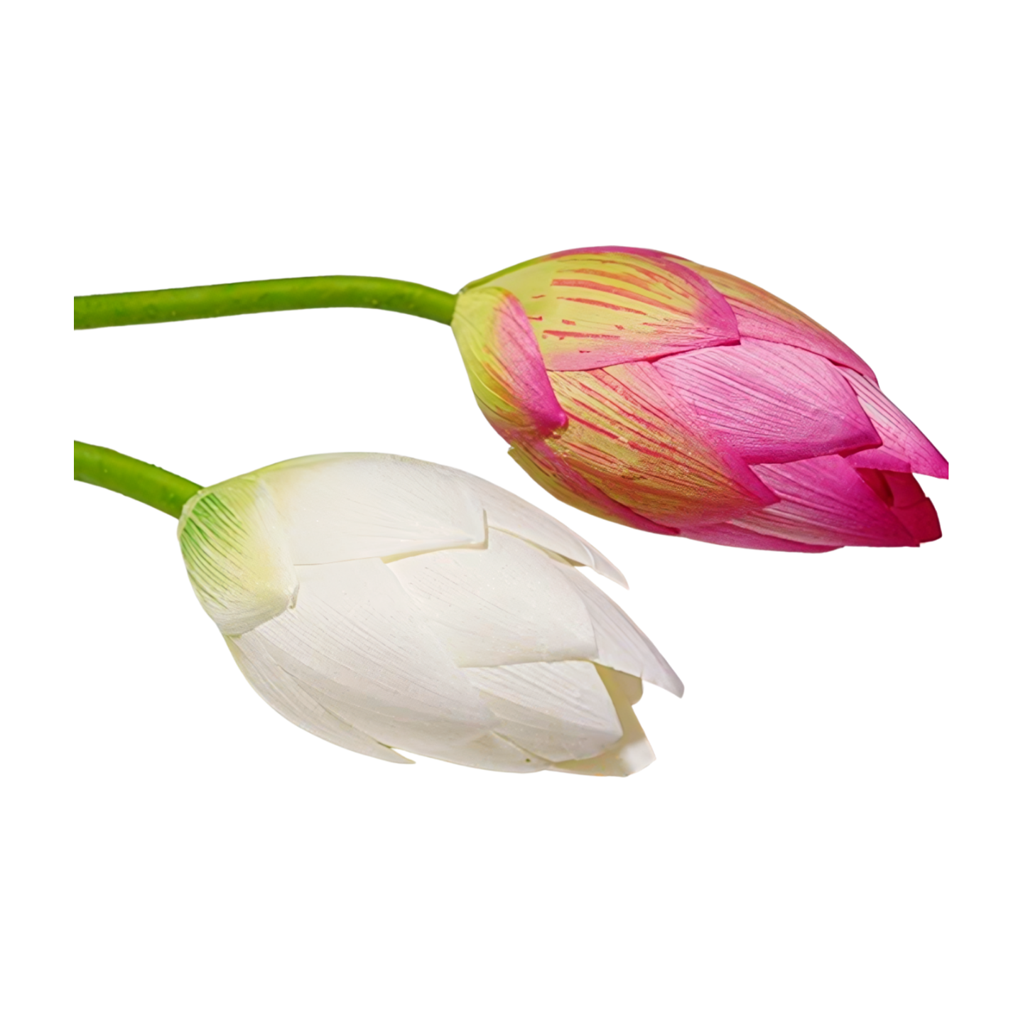 Buy Online White Lotus Flowers in USA - California