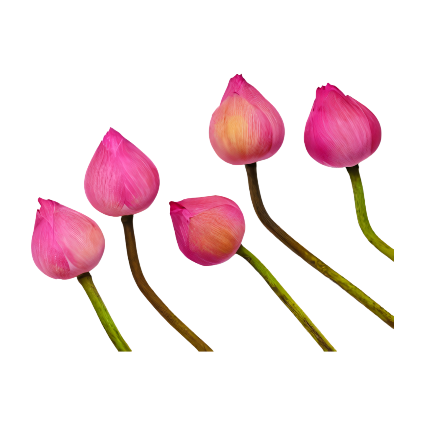 Buy Pink Lotus in Califonia USA, Online Buy Pink Lotus